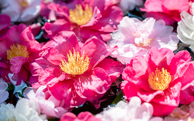 お花の画像